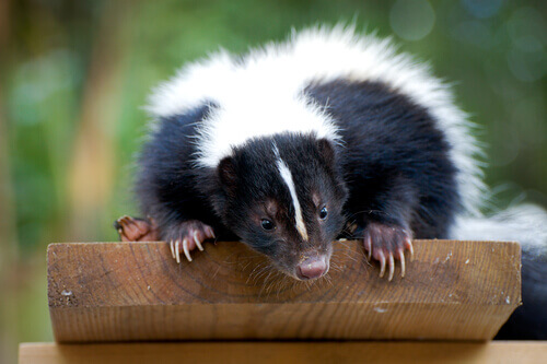 A skunk ready to spray predators.
