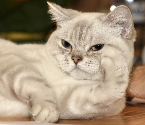 Any sleepy cat is among the least active breeds.