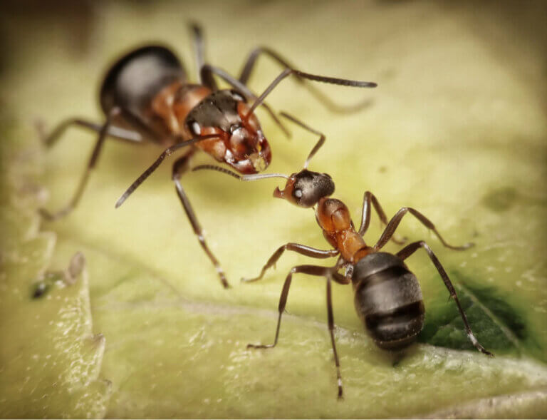 5 Interesting Facts about Soldier Ants