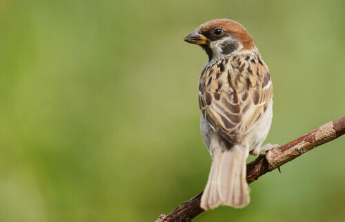 A sparrow on a branch.