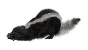 What Makes Skunk Spray Smell So Bad?