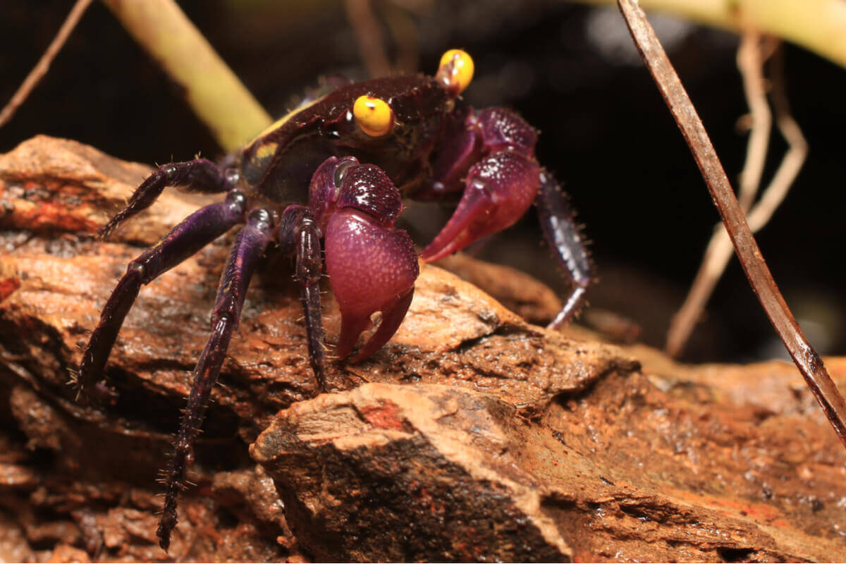 A vampire crab in a terrarium.