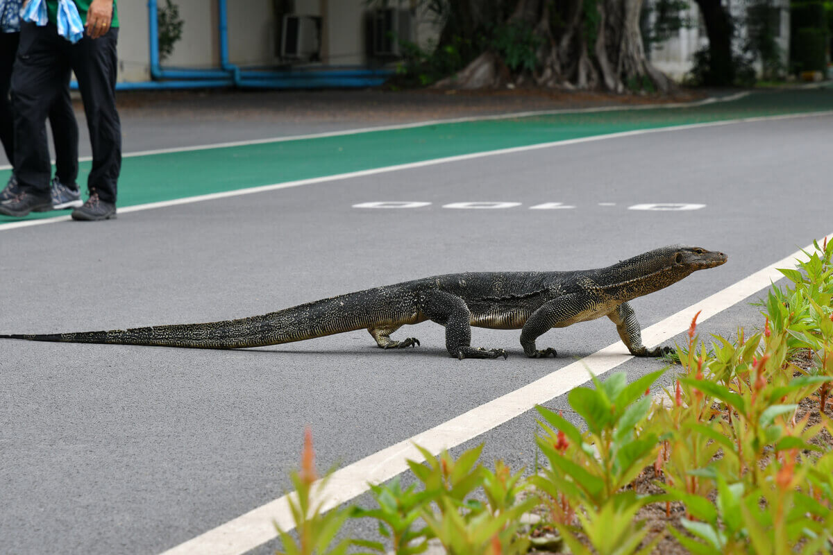 An Asian water monitor walking across the street.