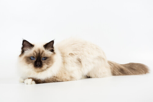 A white and brown cat.