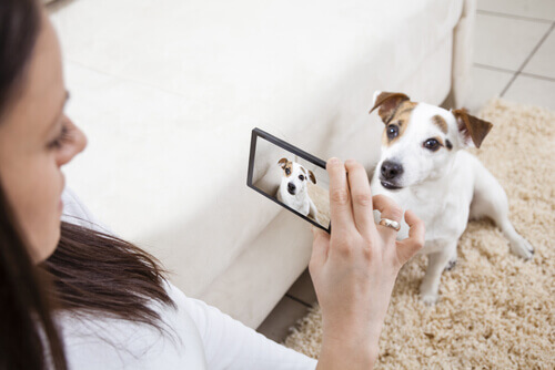 A woman capturing a shot of a dog.