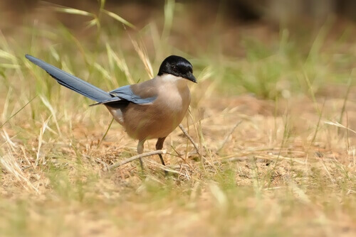 Characteristics and Behavior of the Iberian Magpie