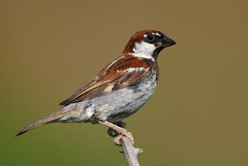 An Italian sparrow.