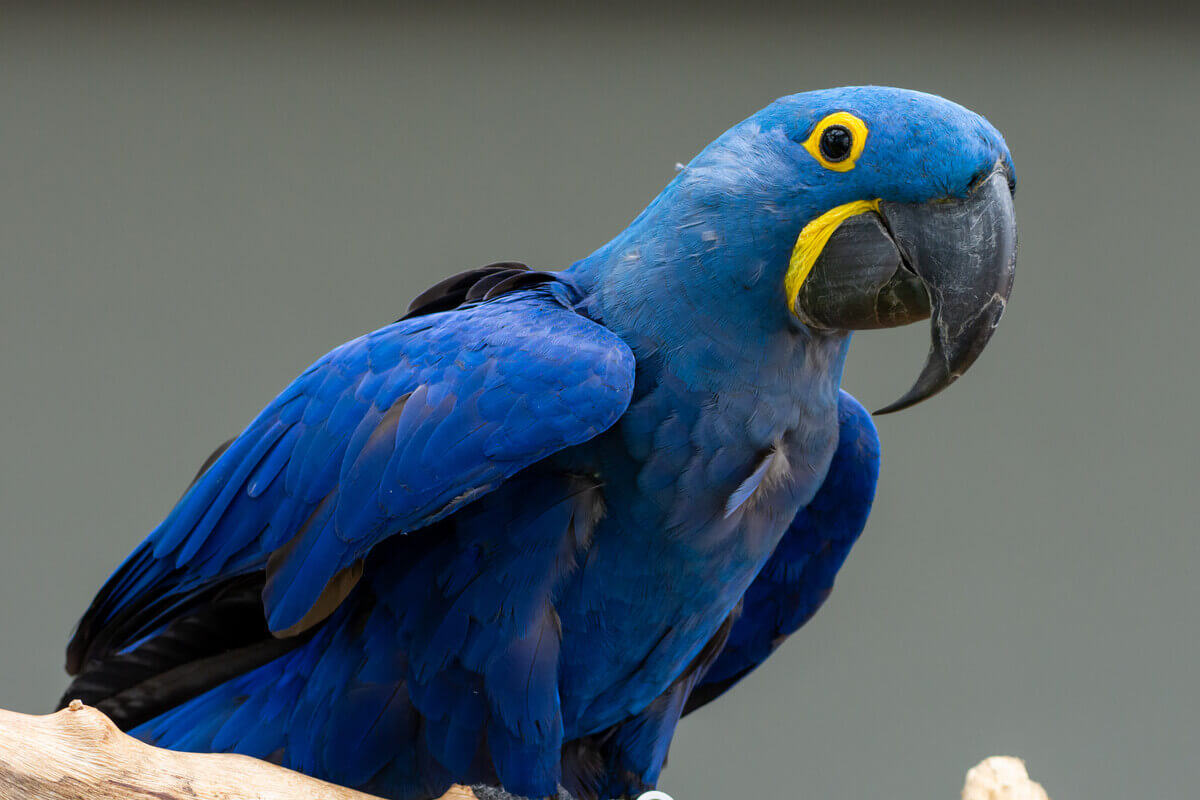 A hyacinth macaw perched on a branch.