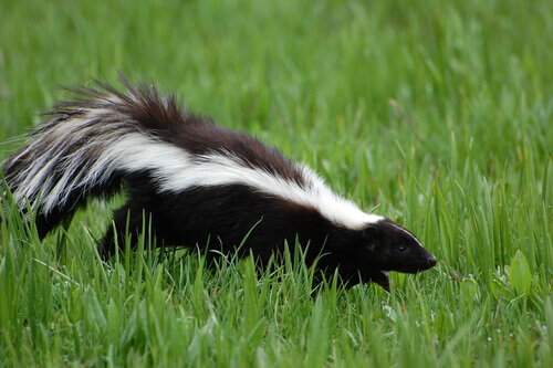 En skunk i gräs.