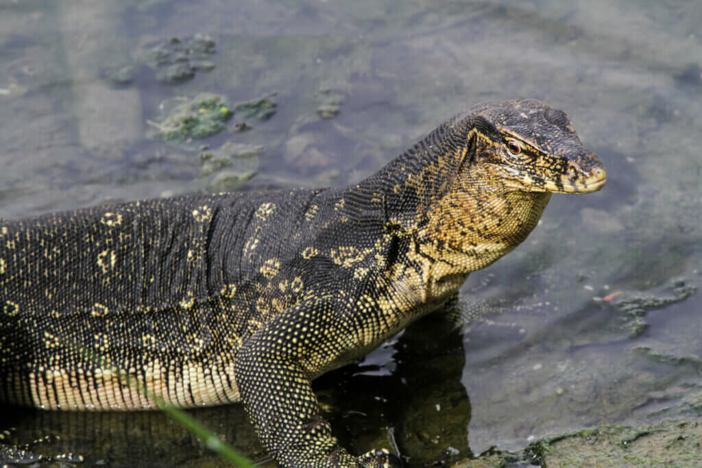 Asian Water Monitor: What Does it Eat? - My Animals