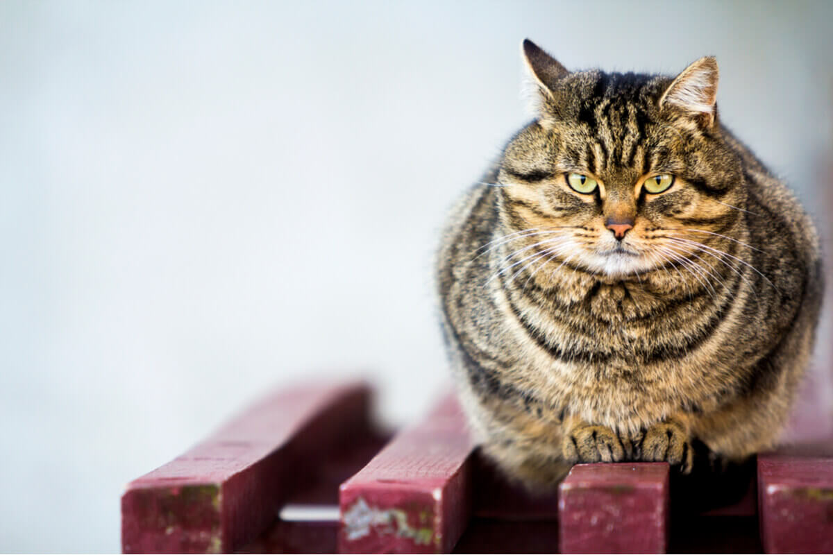 An obese tiger-striped cat perched on a bench.