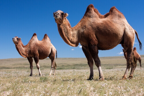 Three camels in the middle of a field.