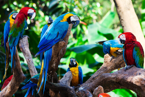 Colorful parrots perched on branches.