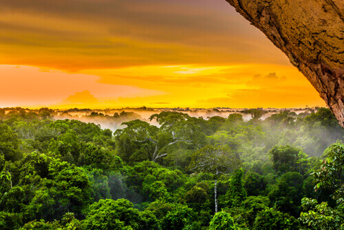 The Biodiversity of the Amazon, The Most Alive River on Earth