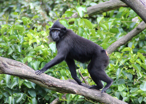 A celebes crested macaque crawling on a branch.