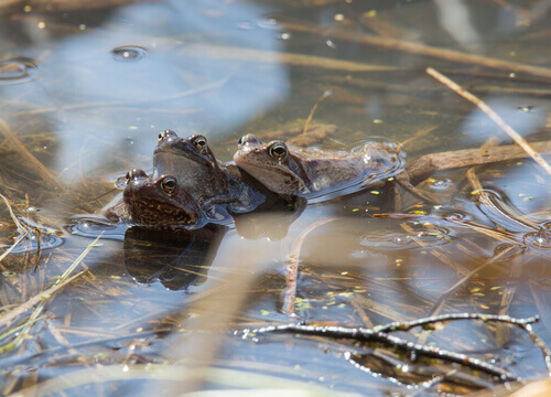 Three frogs in a pond.