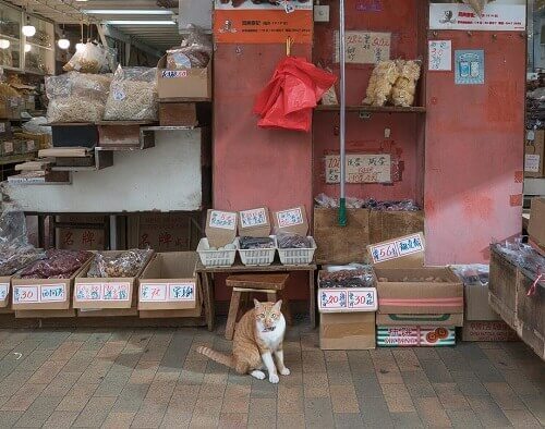 Cat in the market