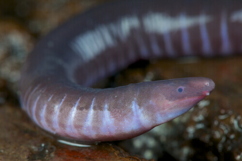 A caecilian crawling on wet land.