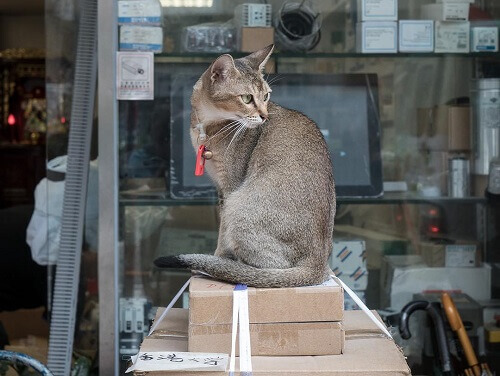 Hong Kong: The City in Love with Cats