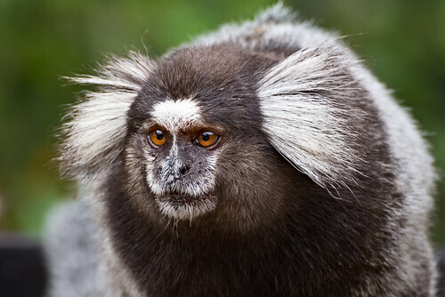A common marmoset.