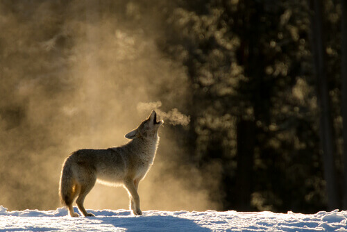 The behavior of the coyote includes howling.