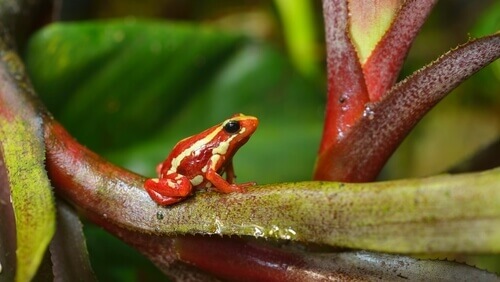 A tiny red phantasmal poison frog.