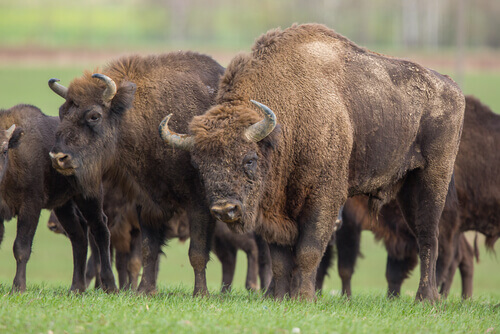 Europeisk bison på ett fält.