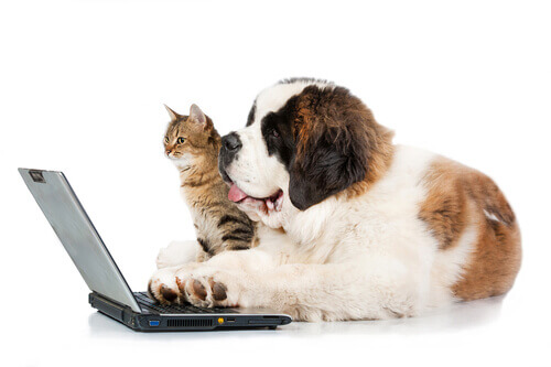 Hund og kat ser på computer