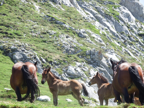Horses grazing on the side of a moutain.