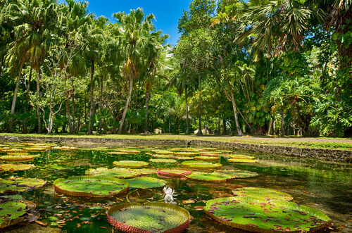 A pond full of lily pads and surrounded by palm trees.