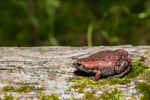 A red and black frog on a log.
