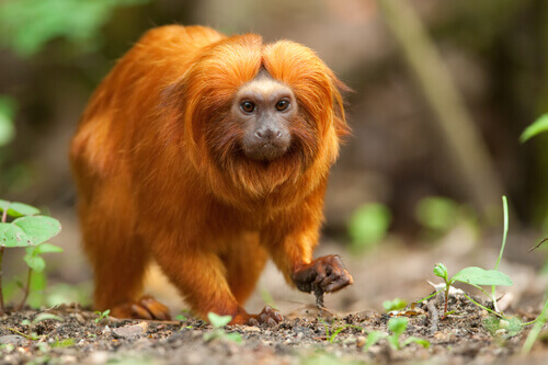 A tamarin with bright orange hair.