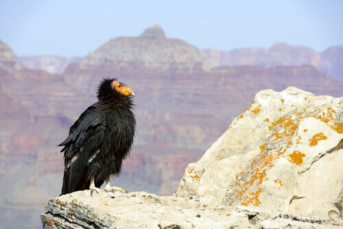 A California condor perched over a canyon.