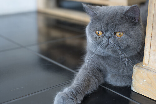 Gray cat.