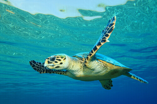 A hawksbill turtle swimming underwater.