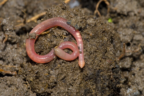 An earthworm in the dirt.