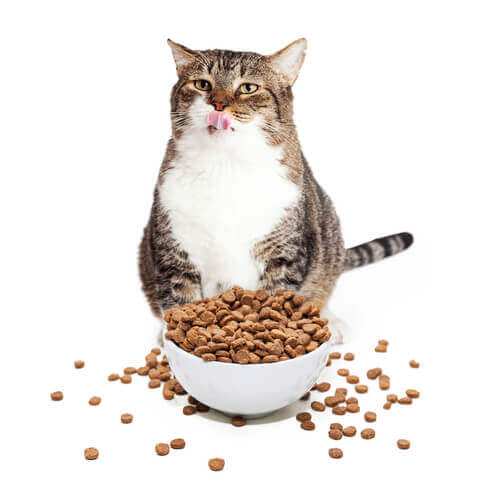 A cat sitting in front of an overflowing food bowl, licking its lips.