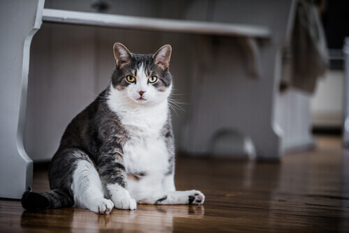 An obese cat sitting on a wooden floor.