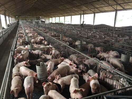 Pigs in an intensive farming shelter.