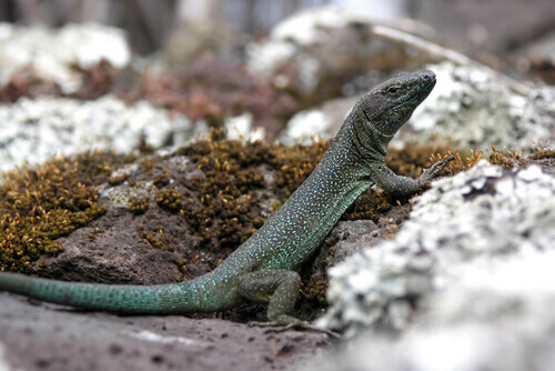 A Madeira lizard on a rock.