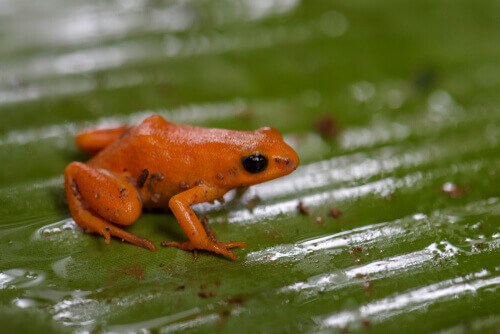 A tiny red Mantella milotympanum.