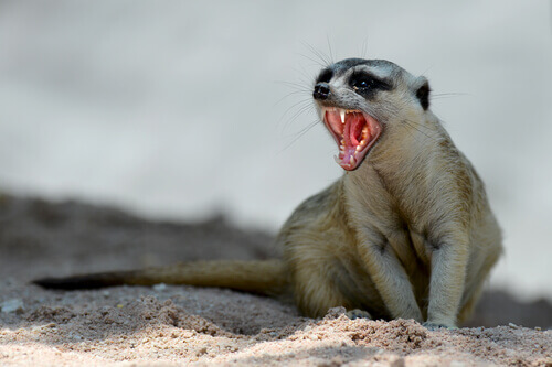 A hissing mongoose.
