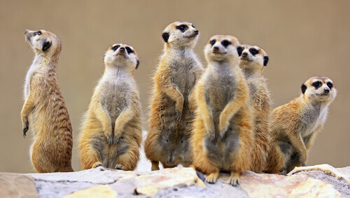 A group of mongooses standing together.