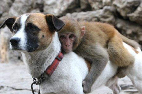Monkey with dog.