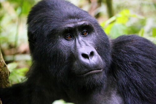 The face of a mountain gorilla.