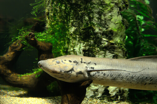 A lungfish swimming under water.