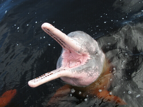 Five Types of River Dolphins and Their Characteristics