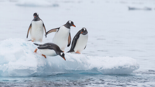 Four penguins standing on a block of ice, and one of them about to jump into the water.