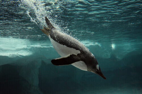 A penguin diving below the water's surface.