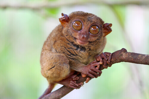 Discover the 5 Smallest Primates - My Animals